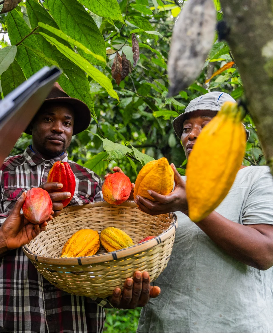 Plantation de café en Guinée